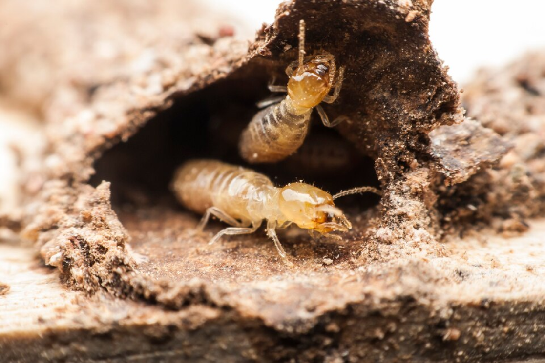 Traitement des termites : ce qu’il faut savoir